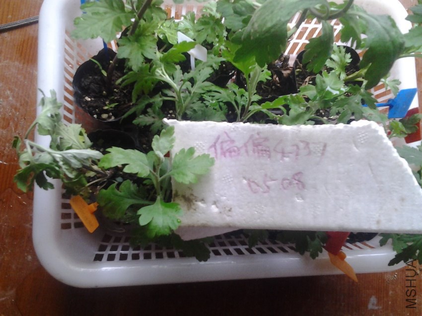 20170509_082039.jpg