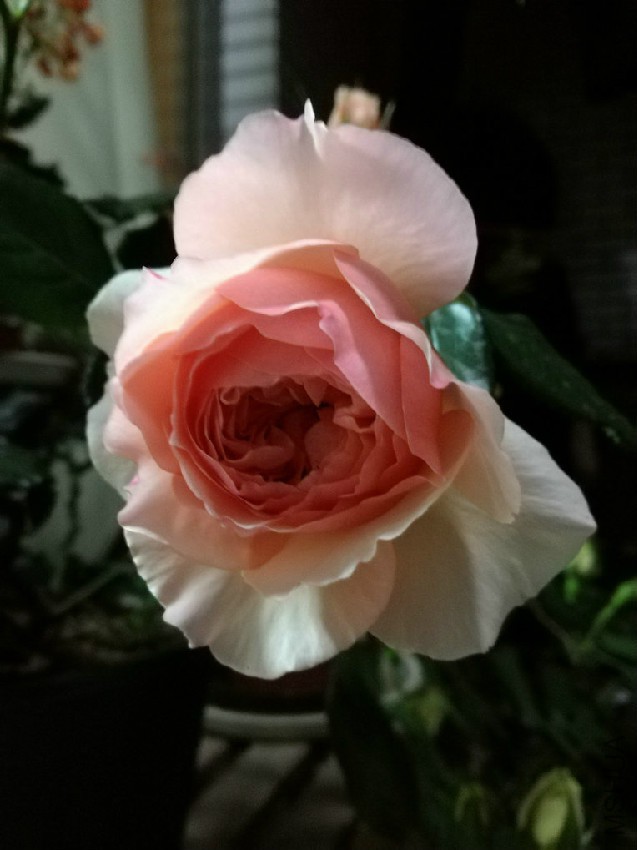 IMG_20170428_230808.jpg