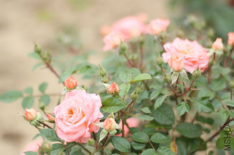 ��������̨