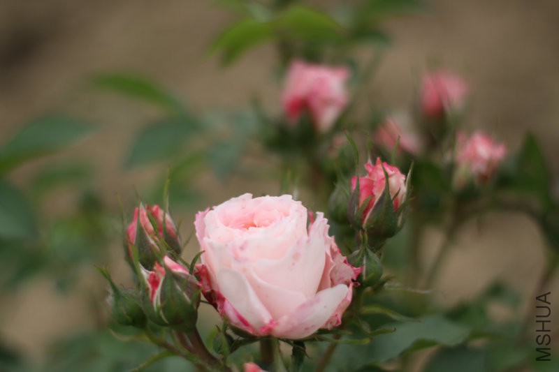 ��������̨