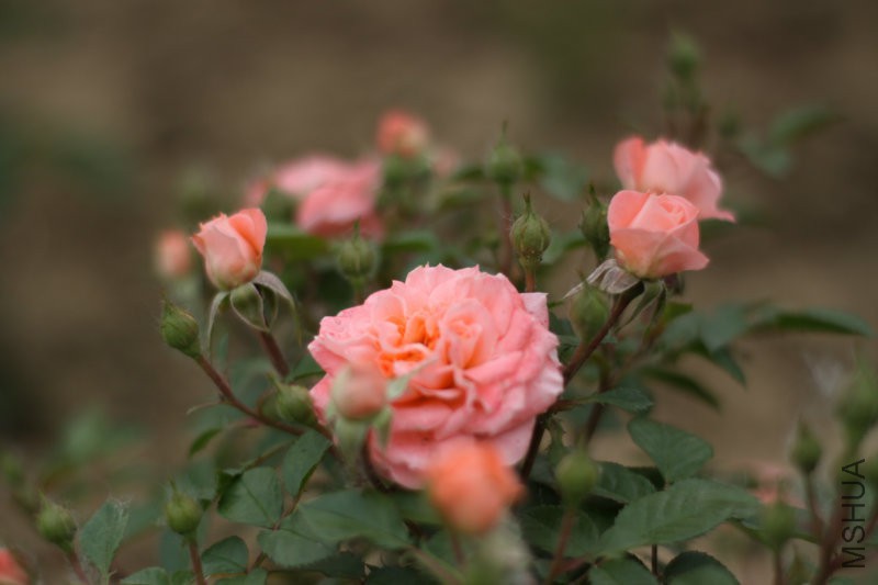 ��������̨