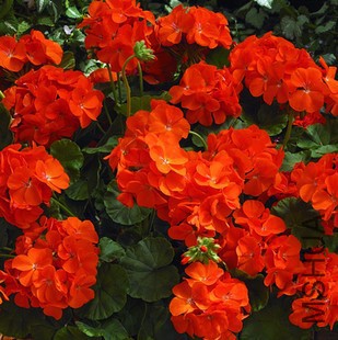 TB2oKZWk98mpuFjSZFMXXaxpVXa_!!2219915292.jpg_400x400.jpg