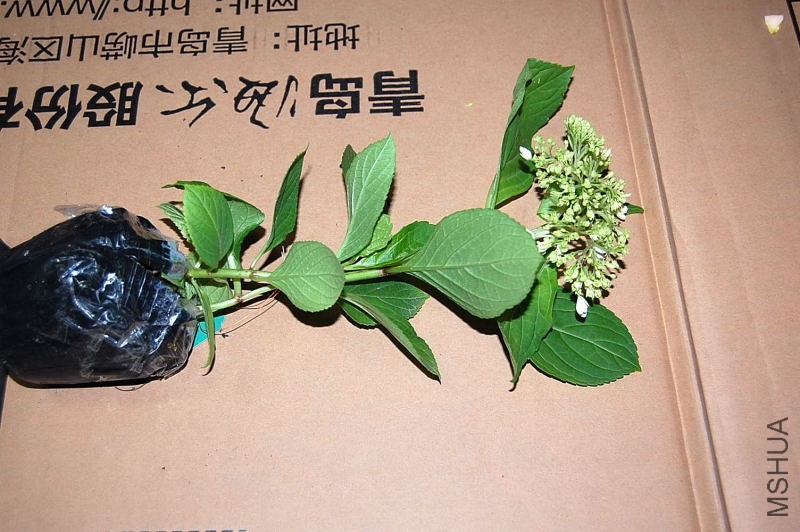 DSC_70900295.JPG