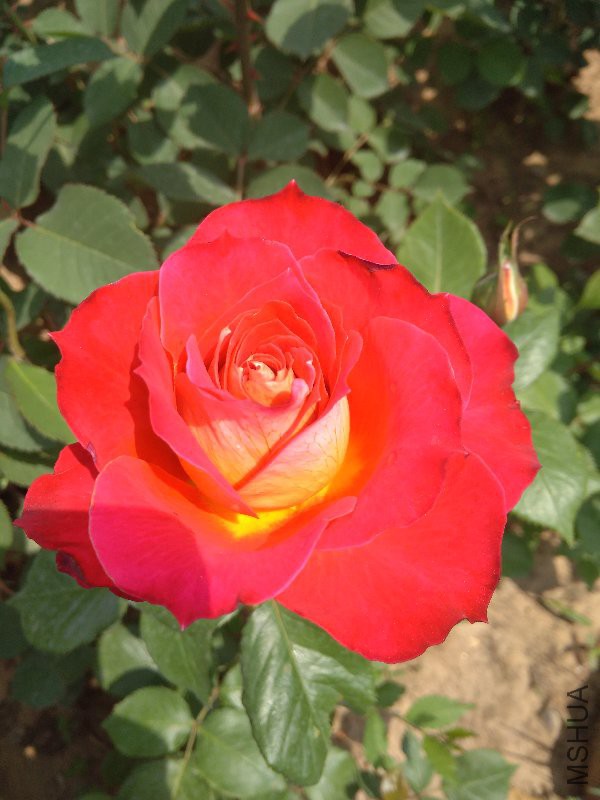 IMG_20170509_124232.jpg