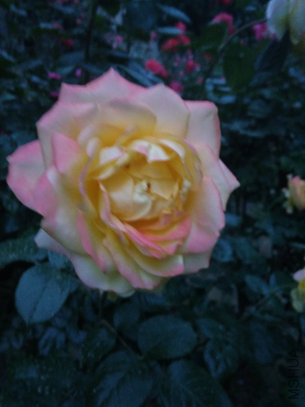 IMG_20170509_191514.jpg