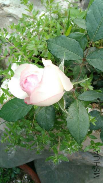 060528to4yocge6h47acrf.jpg