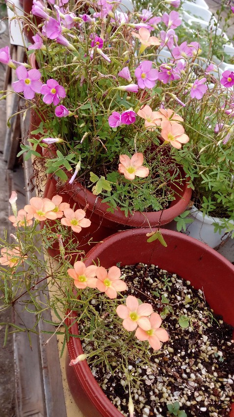 QQͼƬ20170507200928.jpg