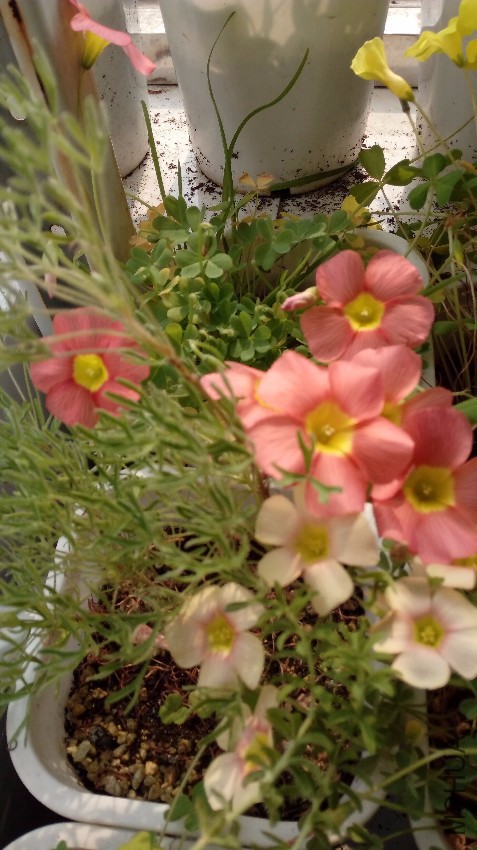 QQͼƬ20170507203551.jpg