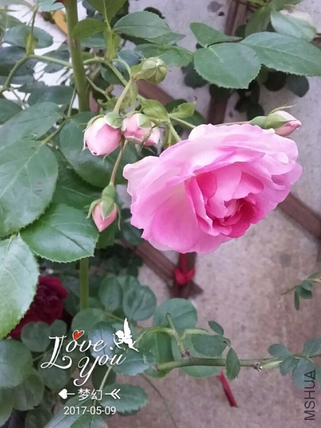 QQͼƬ20170509085046.jpg