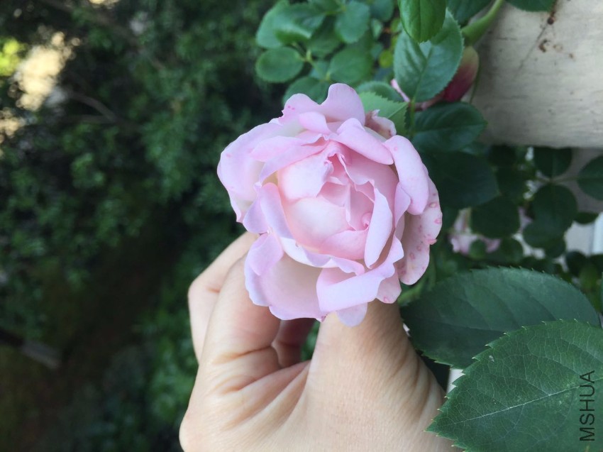 ΢��ͼƬ_20170510091437.jpg
