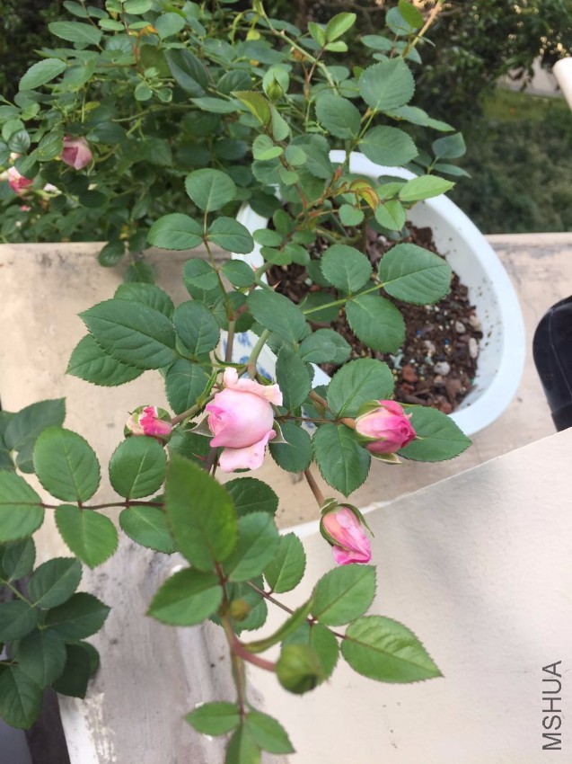 ΢��ͼƬ_20170510091422.jpg