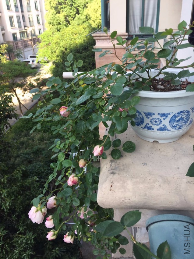 ΢��ͼƬ_20170510091457.jpg