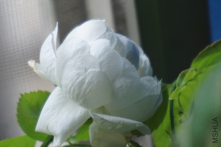 DSC00365.JPG