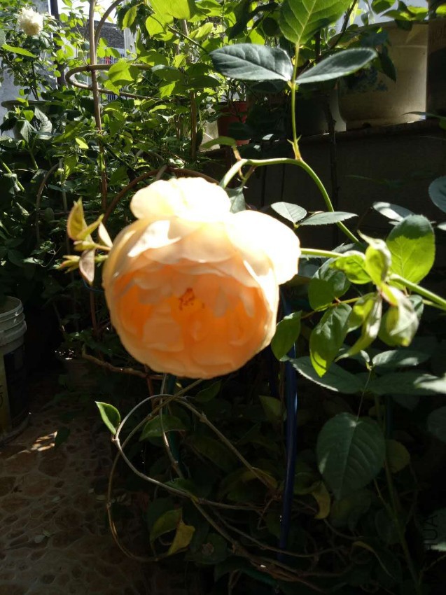 ΢��ͼƬ_20170510144927.jpg