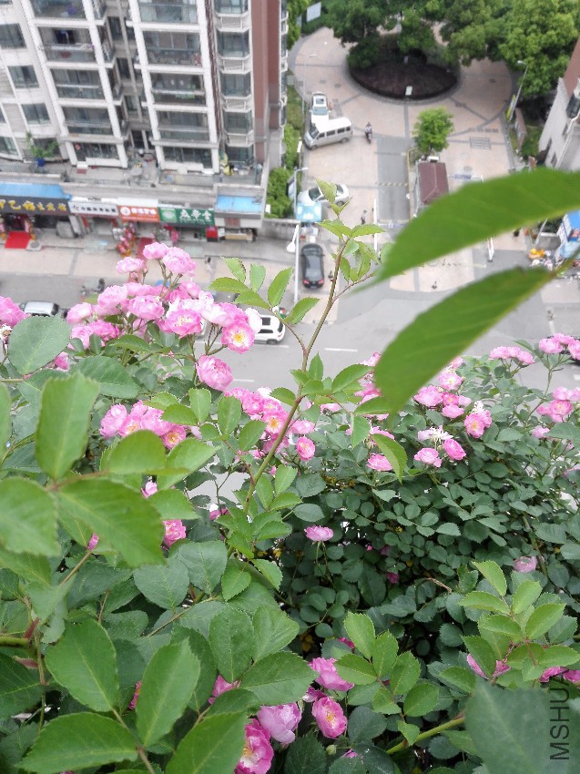 IMG_20170501_124320.jpg