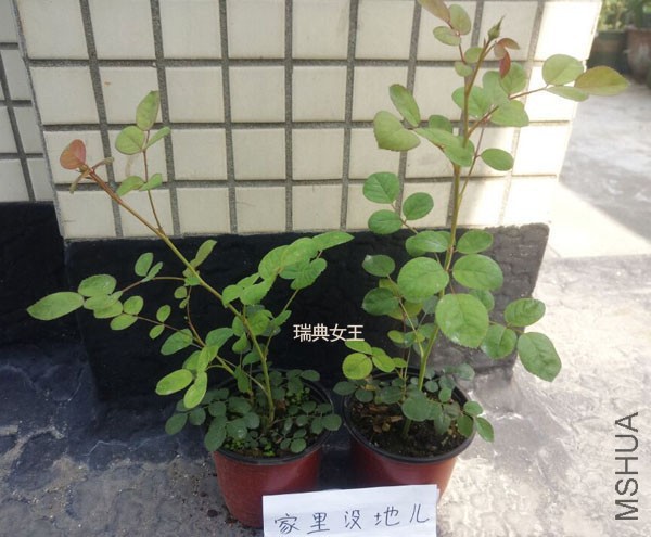 QQͼƬ20170510125328.jpg