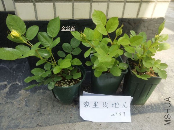 QQͼƬ20170510125317.jpg