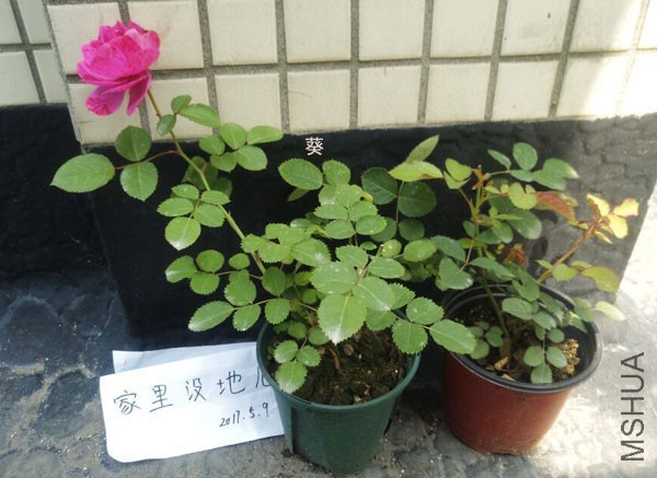 QQͼƬ20170510125405.jpg
