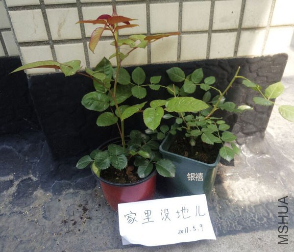 QQͼƬ20170510125515.jpg