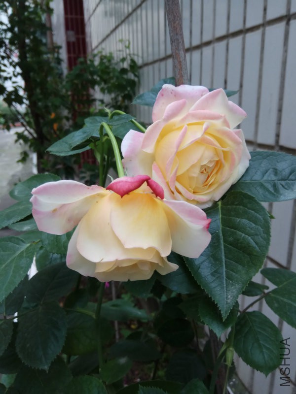 IMG_20170509_182304.jpg