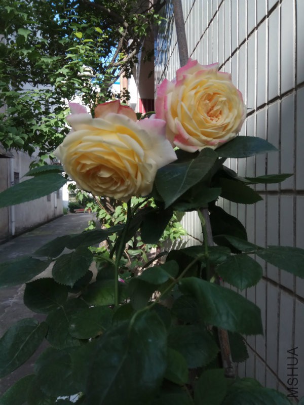 IMG_20170510_080121.jpg
