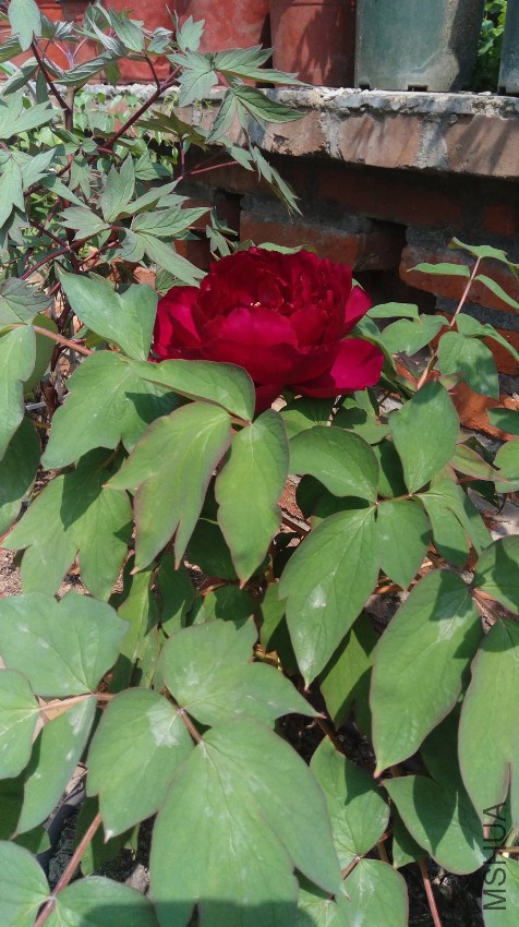 IMAG1375.jpg