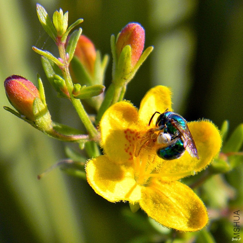 Blue_Bee_on_Seymeria_pectinata_(7143475645).jpg