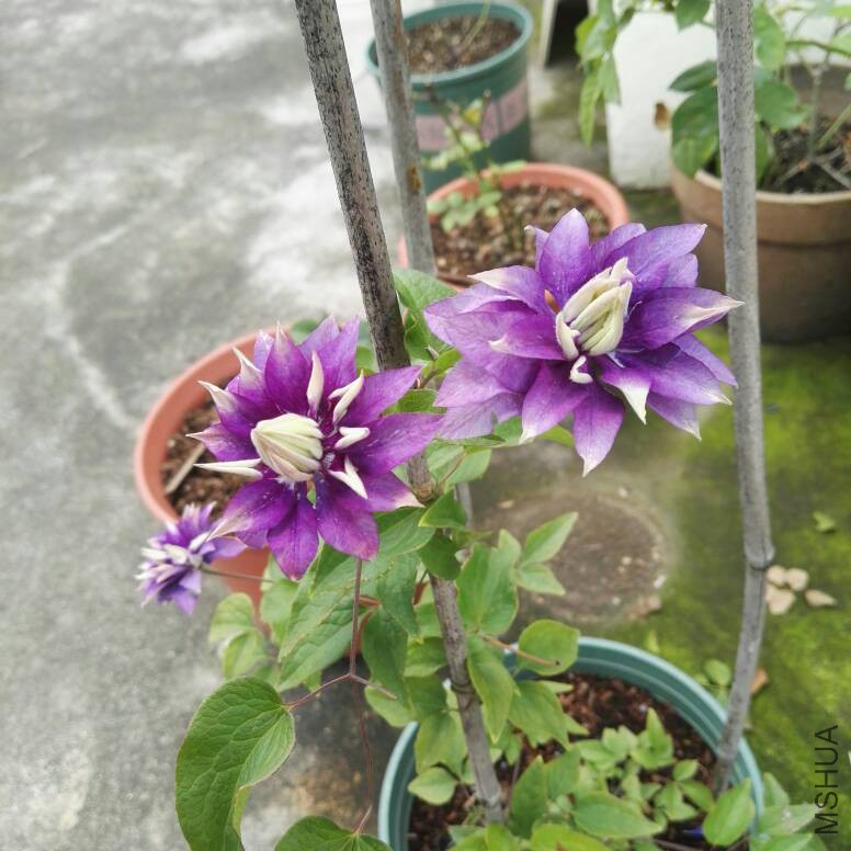 135154ajcs3wssjxs7yy91.jpg