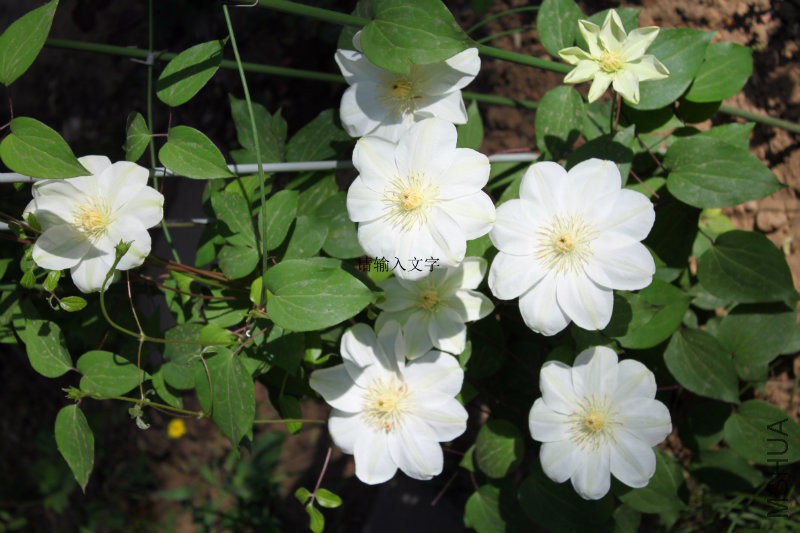 ��������