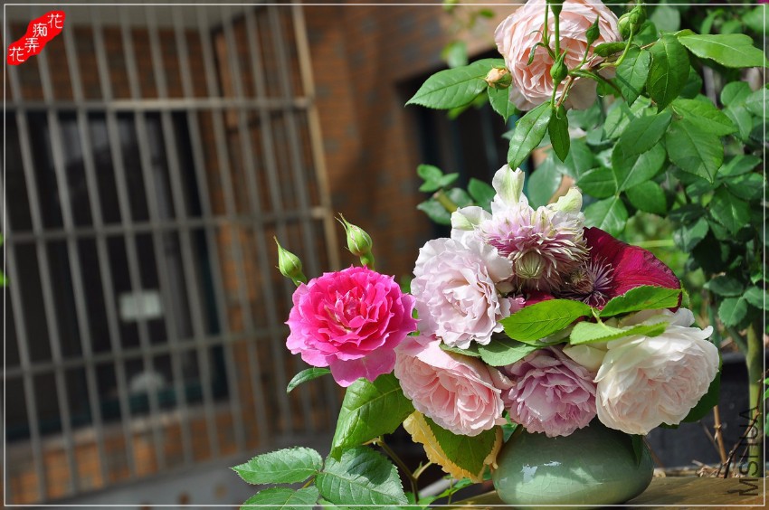 DSC_7174.jpg