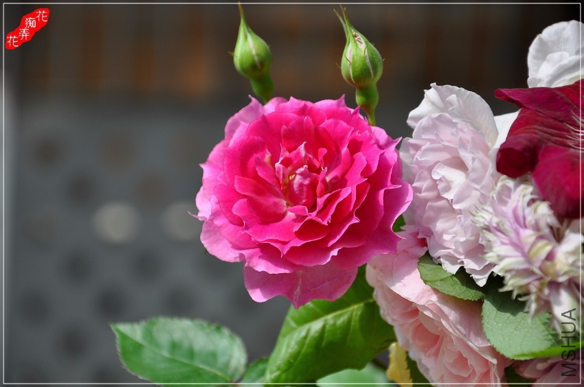 DSC_7193.jpg