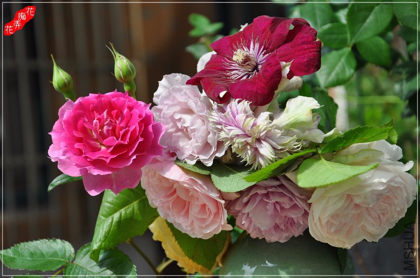 DSC_7185.jpg