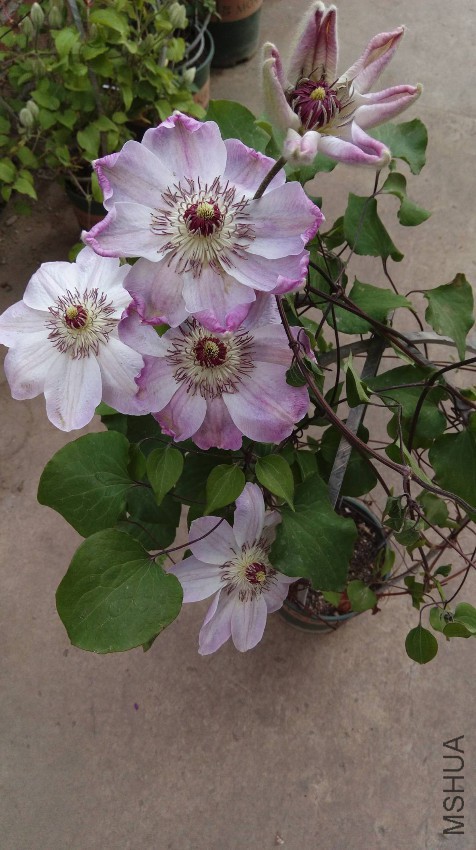 IMAG1389.jpg