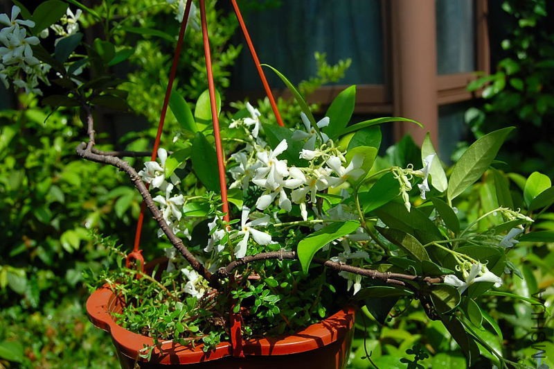 DSC_72920010.JPG