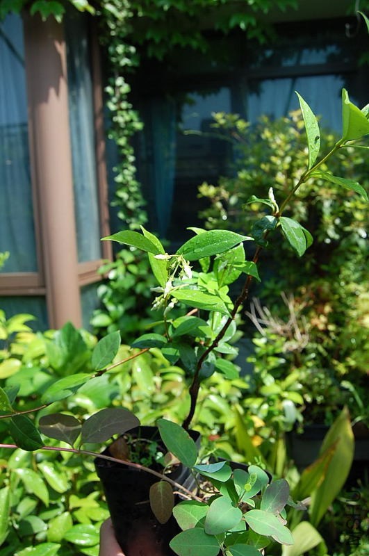 DSC_73150033.JPG