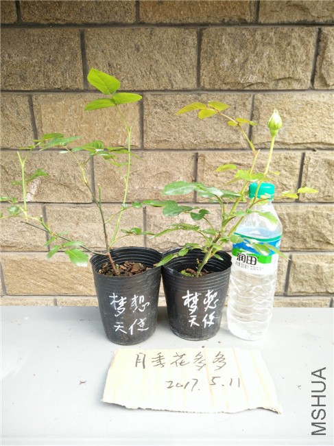 IMG20170511152215.jpg