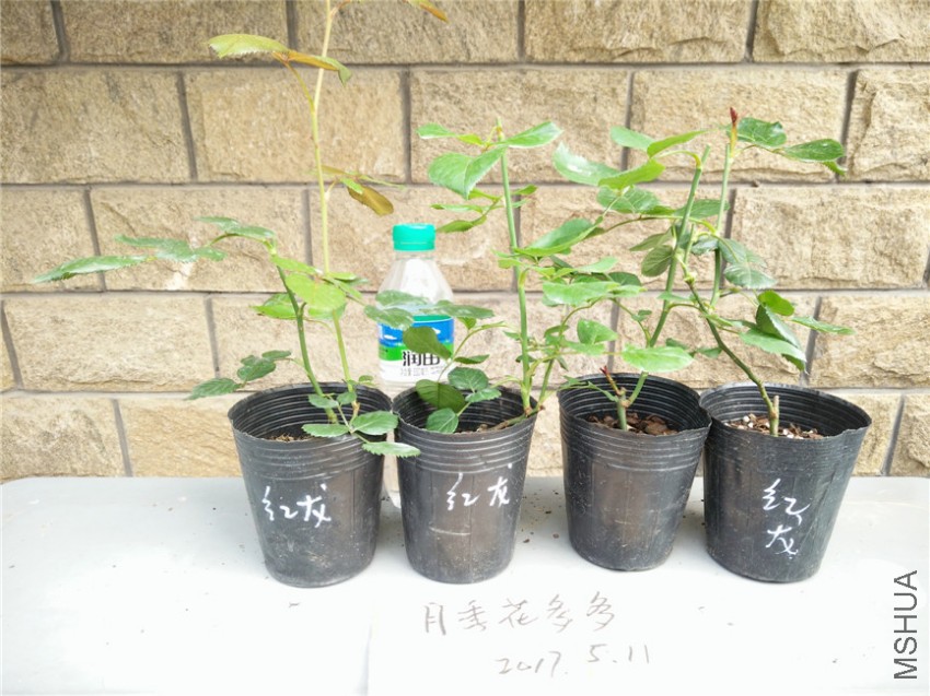 IMG20170511152422.jpg