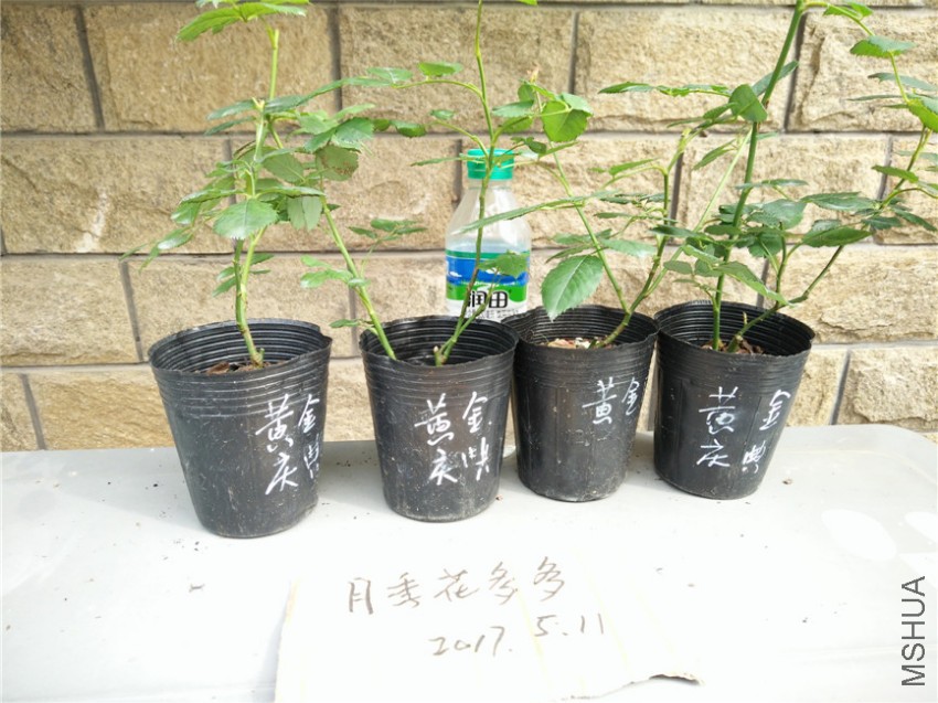 IMG20170511152521.jpg