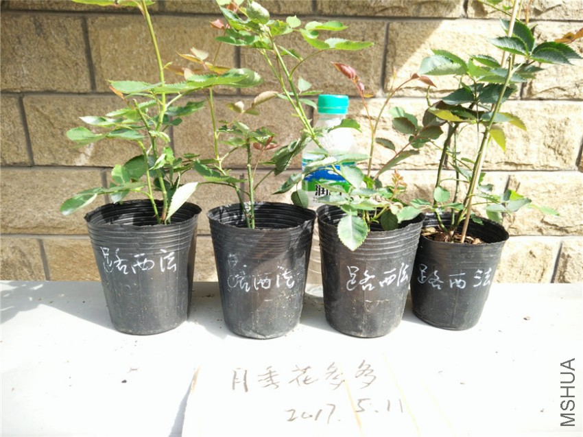 IMG20170511152625.jpg
