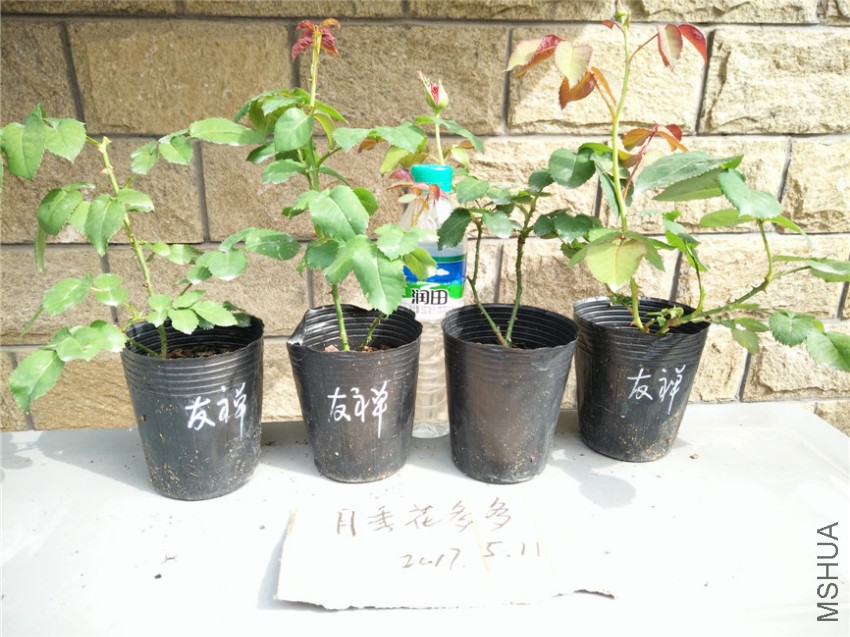 IMG20170511152748.jpg