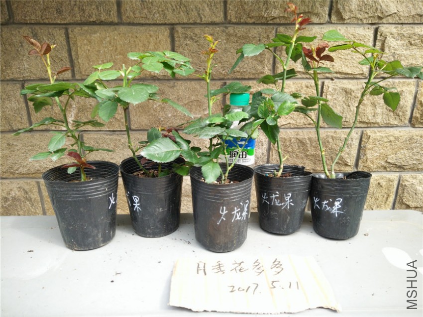 IMG20170511153029.jpg
