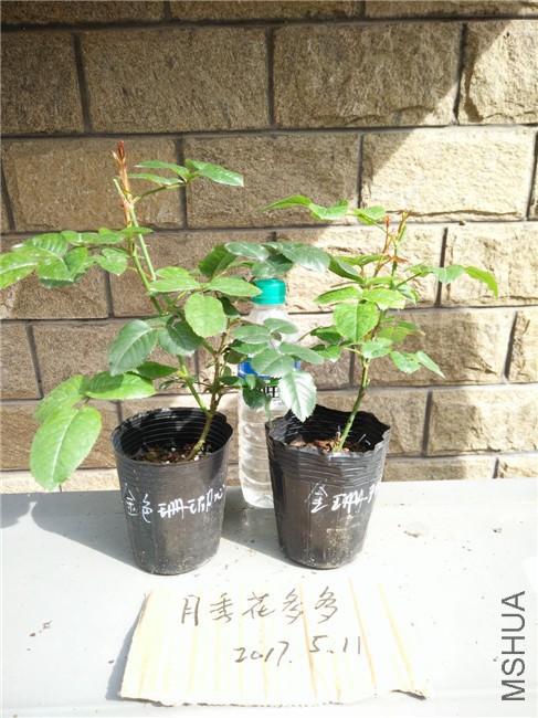 IMG20170511153526.jpg