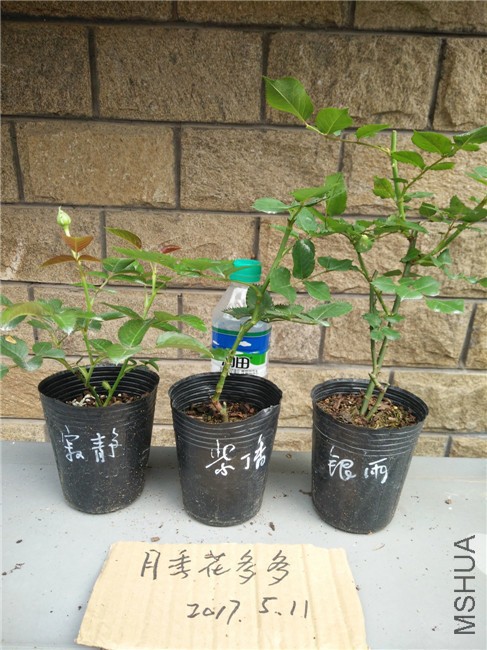IMG20170511154135.jpg