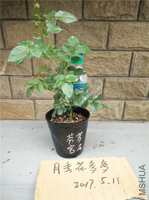 IMG20170511154751.jpg