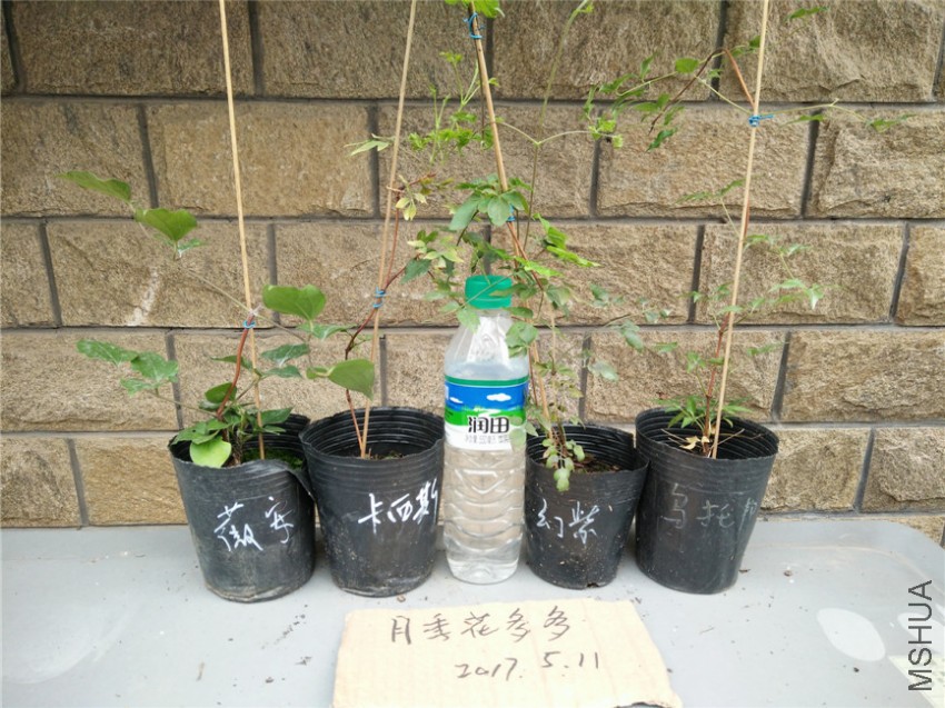 IMG20170511154852.jpg