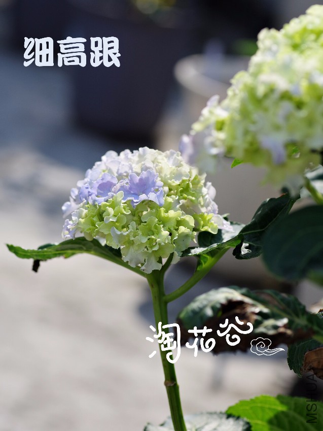 IMG_8759.JPG