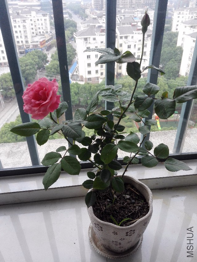 IMG_20170511_061705.jpg
