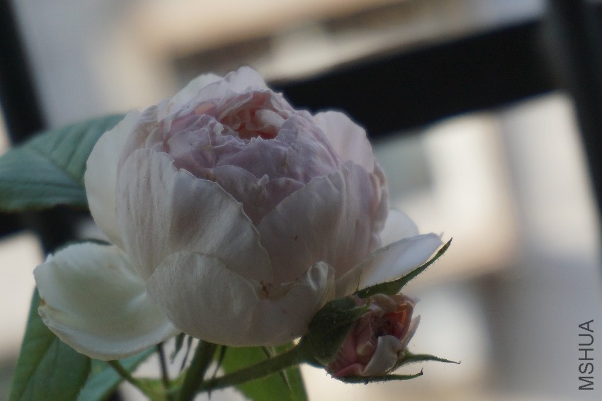 DSC00290.JPG