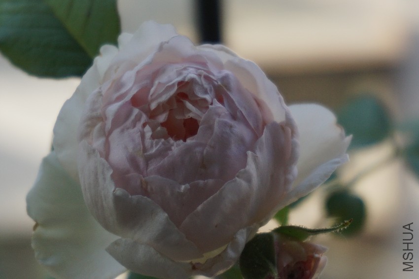 DSC00291.JPG