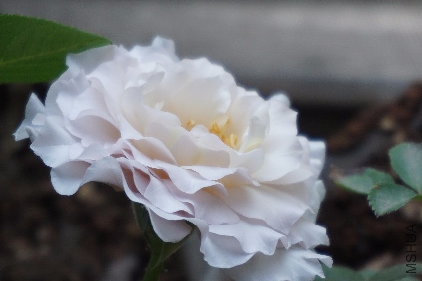 DSC00367.JPG